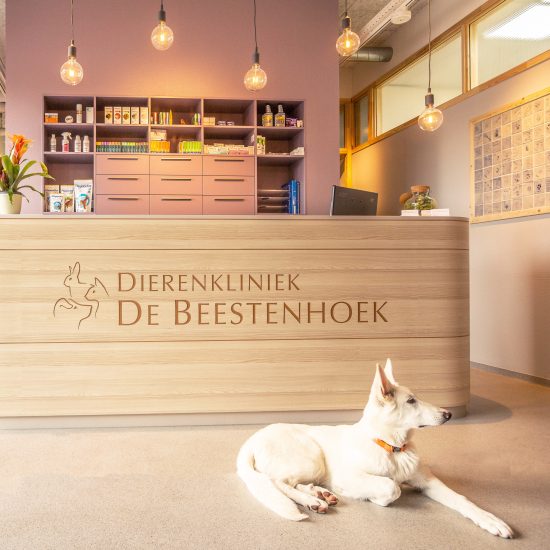 Studio Brandvries | dierenkliniek de beestenhoek ontwerp door architectenbureau rotterdam